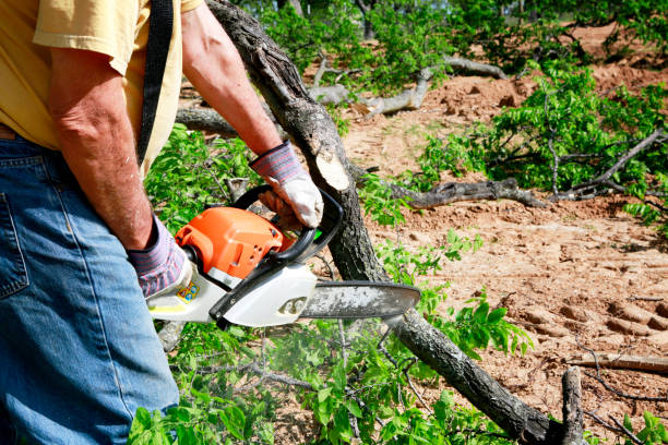 Trusted New Port Richey, FL Tree Removal Experts